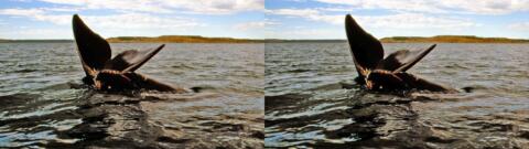 Presqu'ile de Valdès : baleine et baleineau