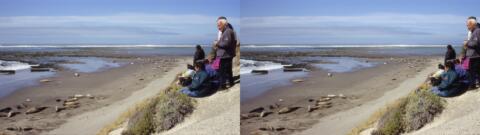 Presqu'ile de Valdès : éléphants de mer