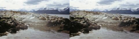 Eléphants de mer, cormorans et manchots au canal de Beagle