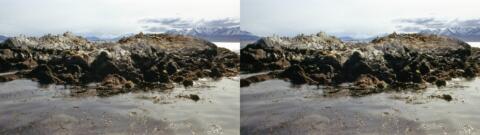 Eléphants de mer, cormorans et manchots au canal de Beagle
