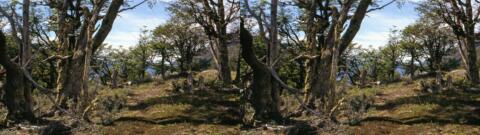 Forêt, baie de Lapataia