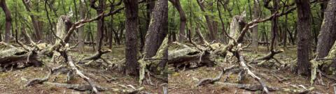 Forêt près de la baie Onelli