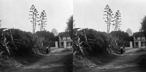 Les Aloès de l'entrée de l'Observatoire