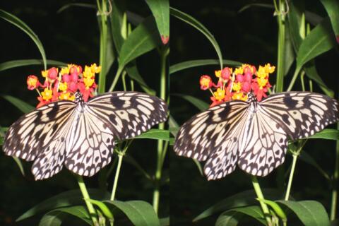 Idea Leuconoe