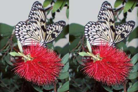 Idea Leuconoe