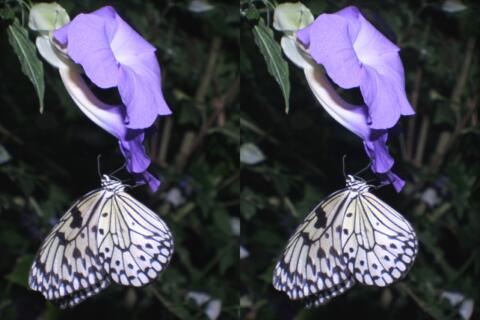 Idea Leuconoe