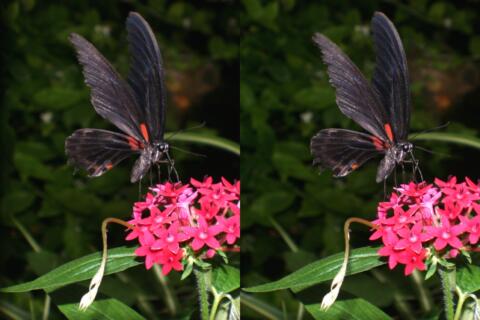 Papilio helenius