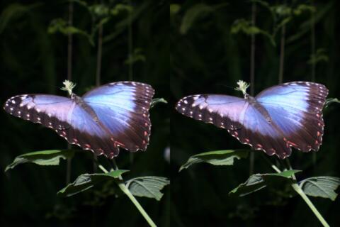 Morpho Peleides