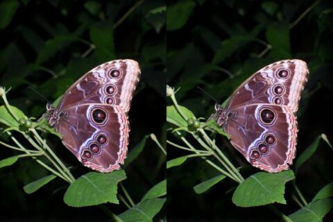 Morpho Peleides
