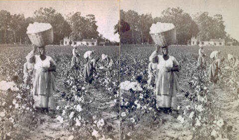 Georgia Cotton Picking