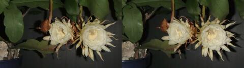 DSCF4441 s1