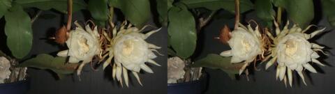 DSCF4442 s1