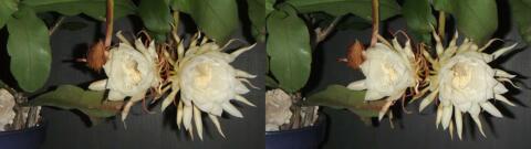 DSCF4443 s1