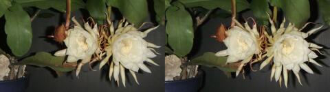 DSCF4444 s1