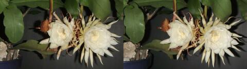 DSCF4445 s1