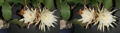 DSCF4446 s1