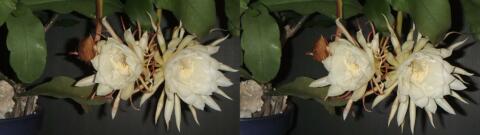 DSCF4447 s1