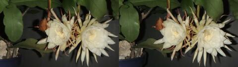 DSCF4448 s1