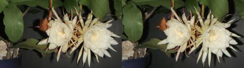 DSCF4449 s1