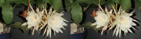 DSCF4450 s1
