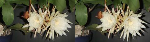 DSCF4451 s1