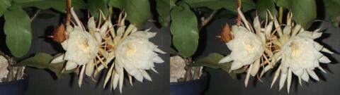 DSCF4452 s1