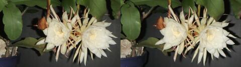 DSCF4453 s1