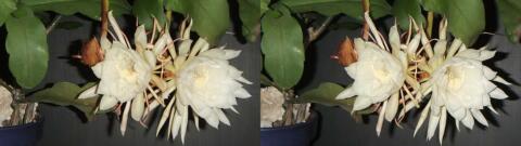 DSCF4454 s1