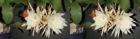 DSCF4455 s1