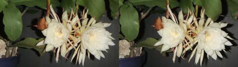 DSCF4456 s1