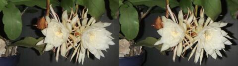 DSCF4457 s1
