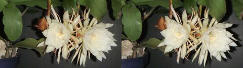 DSCF4458 s1