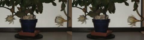 DSCF5245 s1