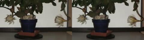 DSCF5246 s1