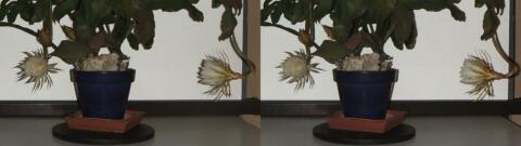 DSCF5247 s1
