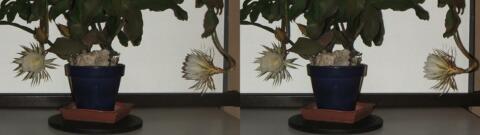 DSCF5249 s1