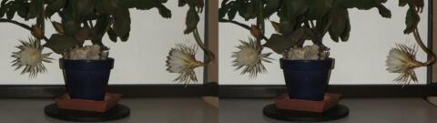 DSCF5250 s1