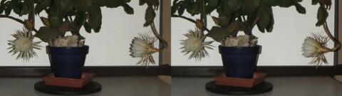 DSCF5252 s1
