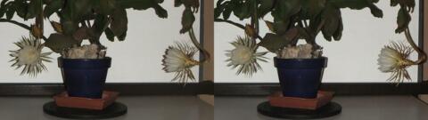 DSCF5253 s1