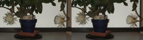 DSCF5254 s1