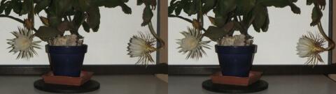 DSCF5255 s1