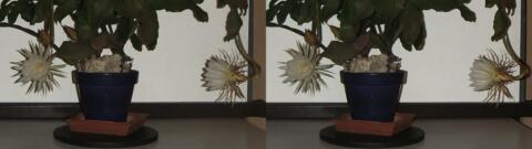 DSCF5256 s1