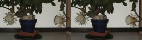 DSCF5257 s1