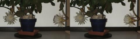 DSCF5260 s1