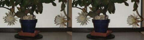 DSCF5261 s1