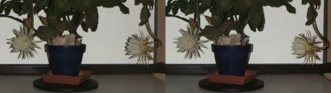 DSCF5262 s1