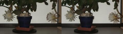 DSCF5264 s1