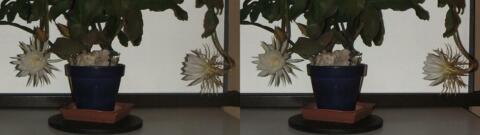DSCF5265 s1