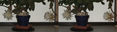 DSCF5266 s1