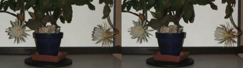 DSCF5268 s1